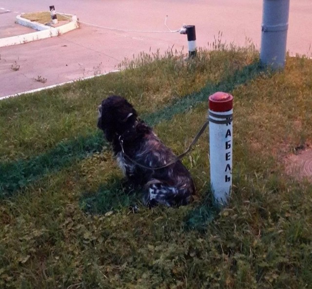 Живность из сети
