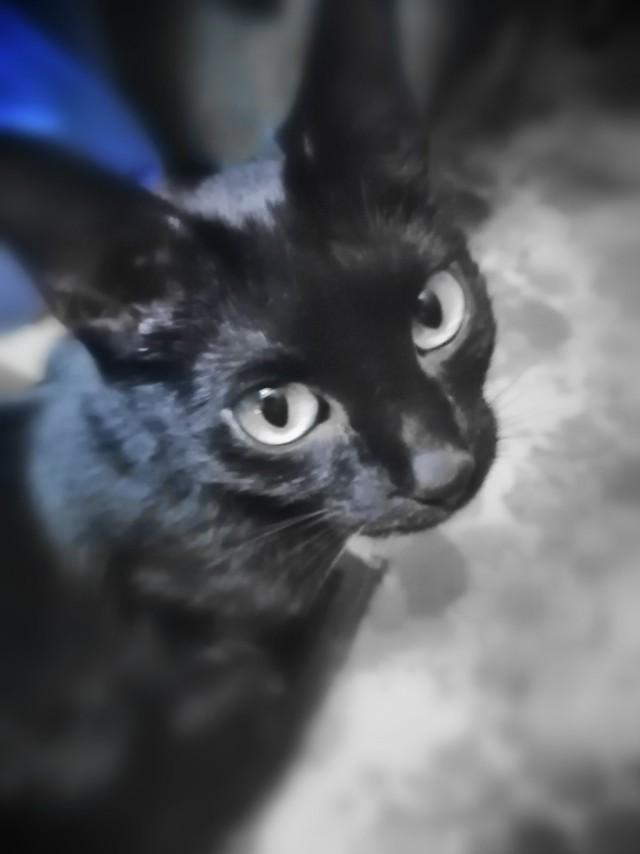Котовторник 28.01.2020