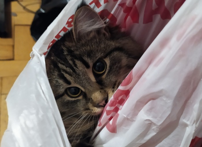 Котовторник 28.01.2020