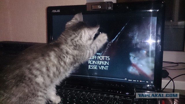 Кошки и компьютеры