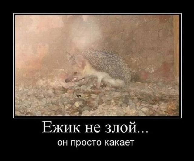 С..а, сраный ёж!