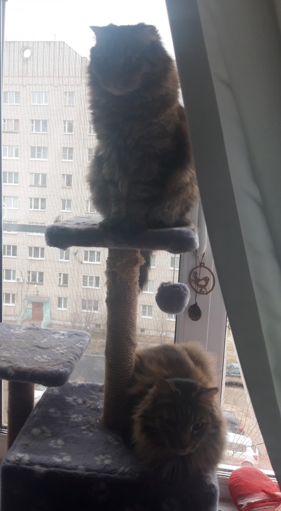 ̶К̶о̶р̶о̶н̶  Котовторник!