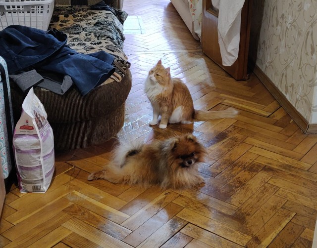 Котики