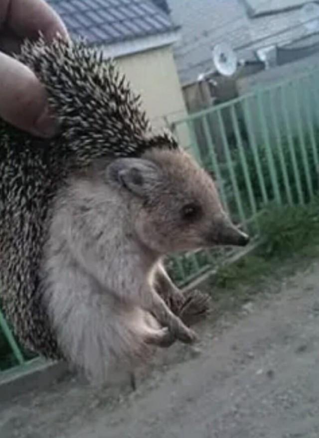 Эти забавные животные
