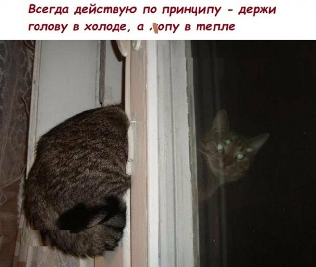 Баянисто-небаянистый юмор 17.02.21