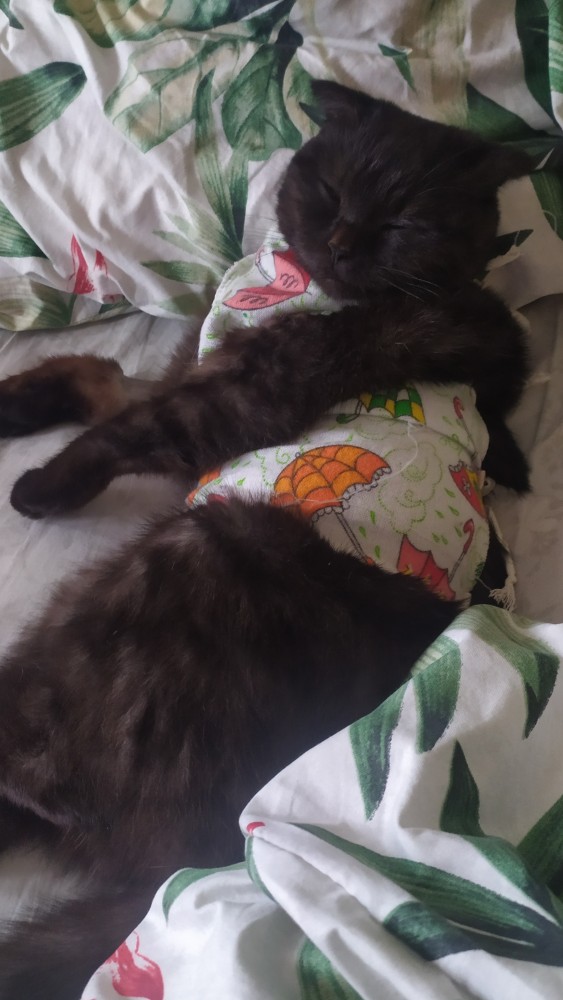 Кото-футболо-вторник