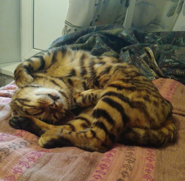 Хоба! Котовторник!