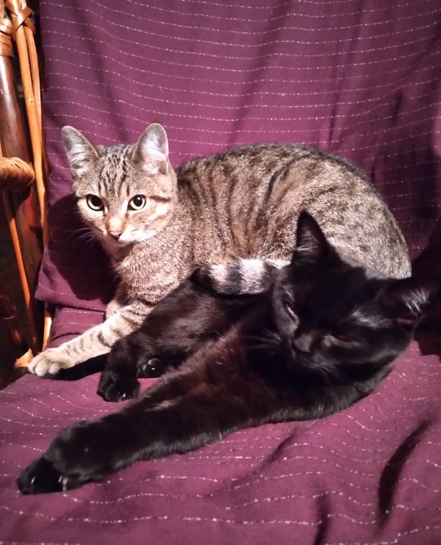 Котовторник. Поговорим о кличках, друзья