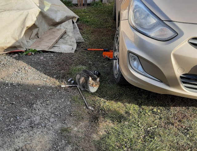 Котовторник