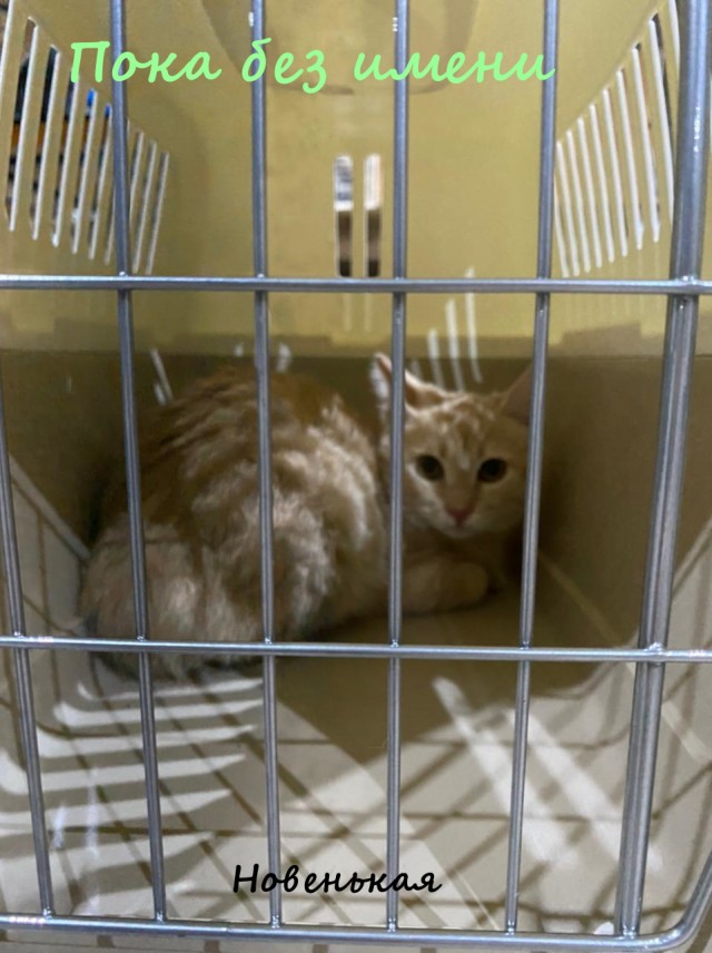 Жизнь домашнего приюта "Котоленд" 320