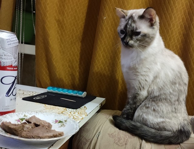 Котовторник. Февраль