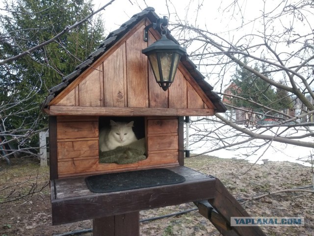 А это мой котан к котовторнику