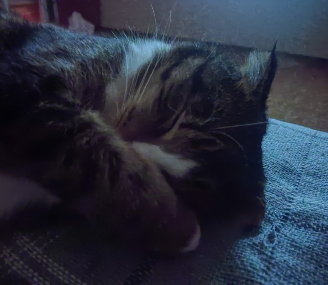 Котовторник ведь начался!