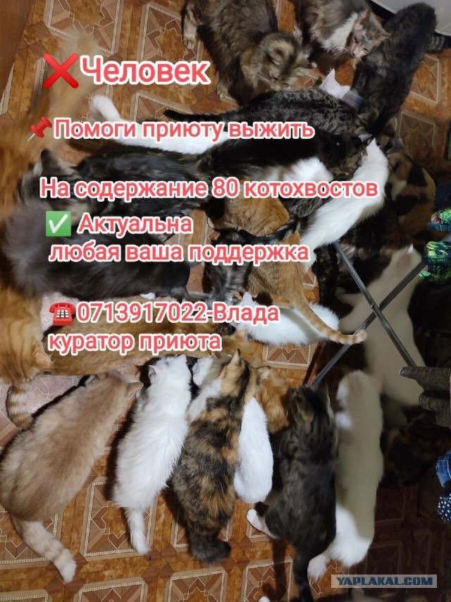 Котики в беде