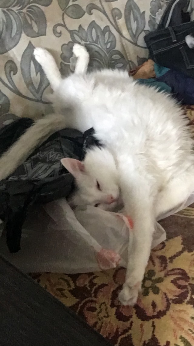 К котовторнику
