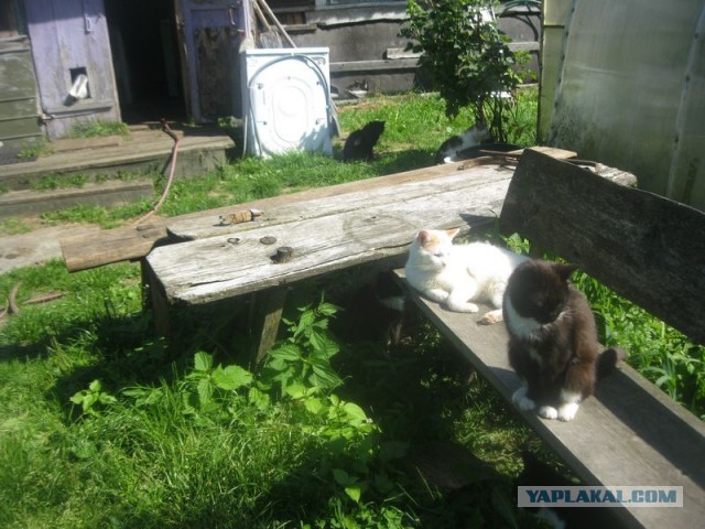 Жизнь домашнего приюта для котеек 405