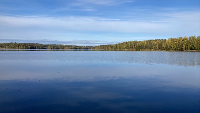 Лесной пейзаж