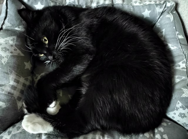 Котовторник 18.10.22