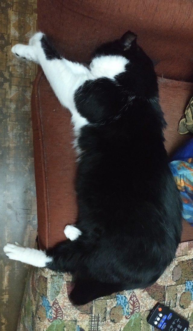 Про кота Марфу