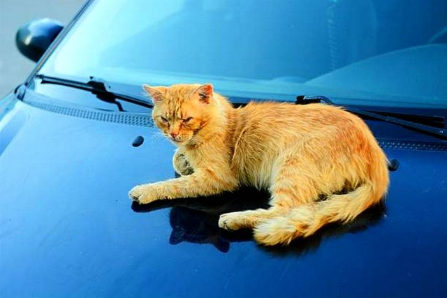 Честный баттл: АвтоКоты VS АвтоПсы