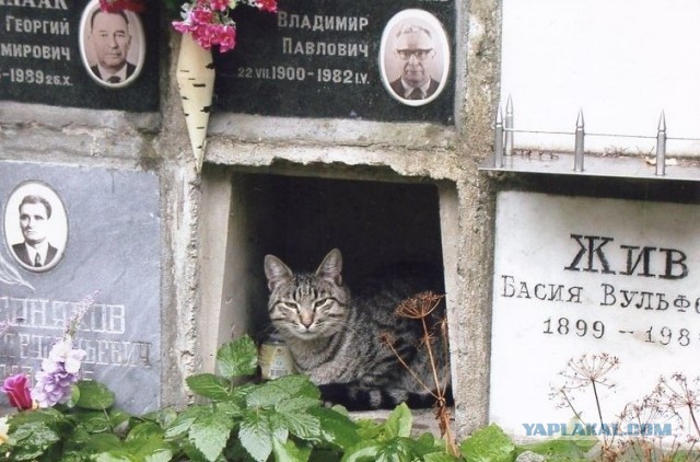 Кот живет 3 года на кладбище.