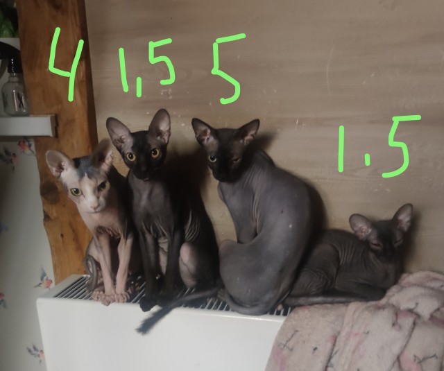 Котовторник! 16+ Коллеги-рабы, отмечаемся, у кого хозяину много лет!