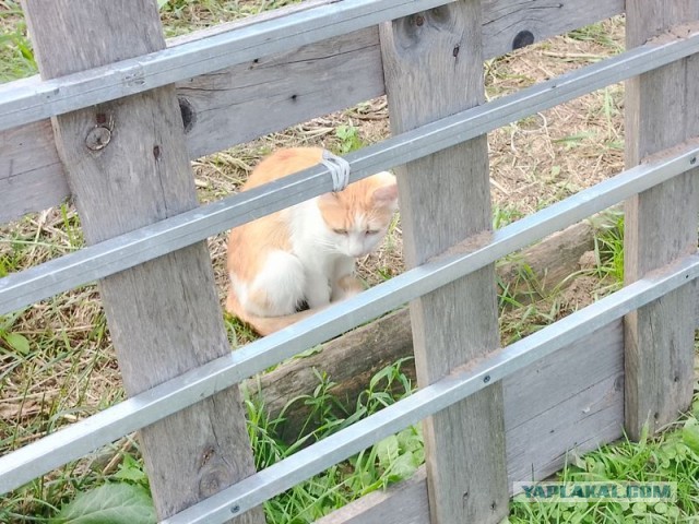 Жизнь домашнего приюта для котеек 456