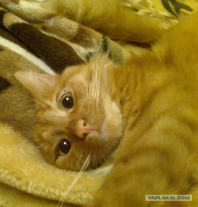 Котовторник 16.04.2013