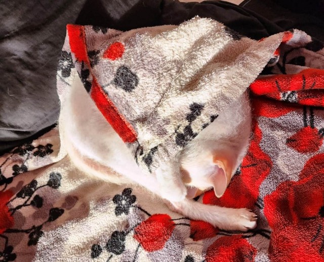 Котовторник Рыжих
