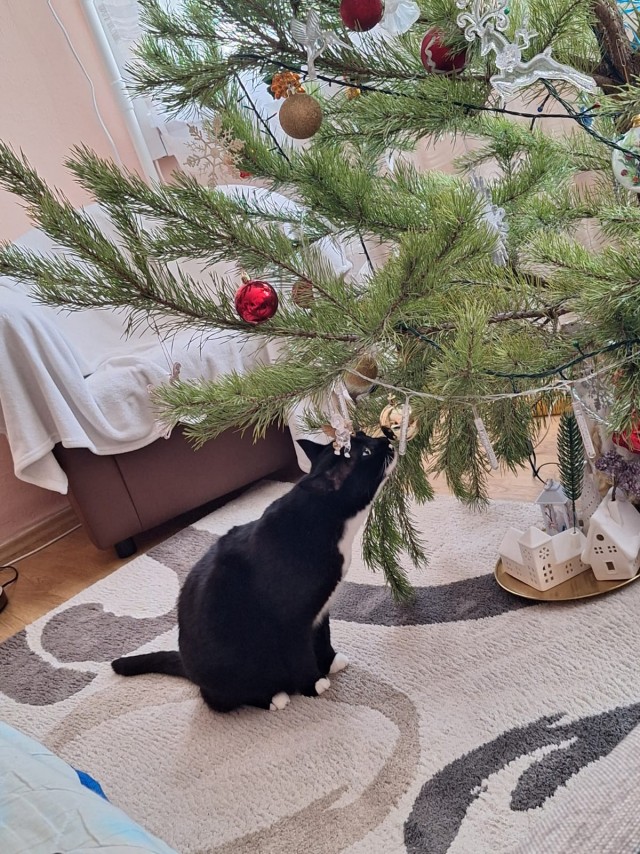 Новогодний кот