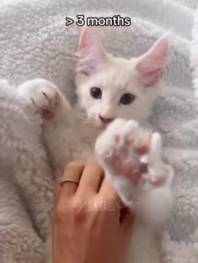 Быстрорастущий кот
