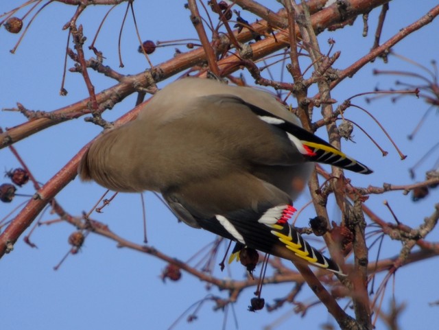 Свиристели, свиристели... пообедать прилетели!
