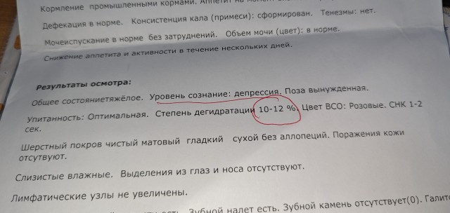 В Челябинске кот выжил после 10-минутного замачивания в стиральной машине.