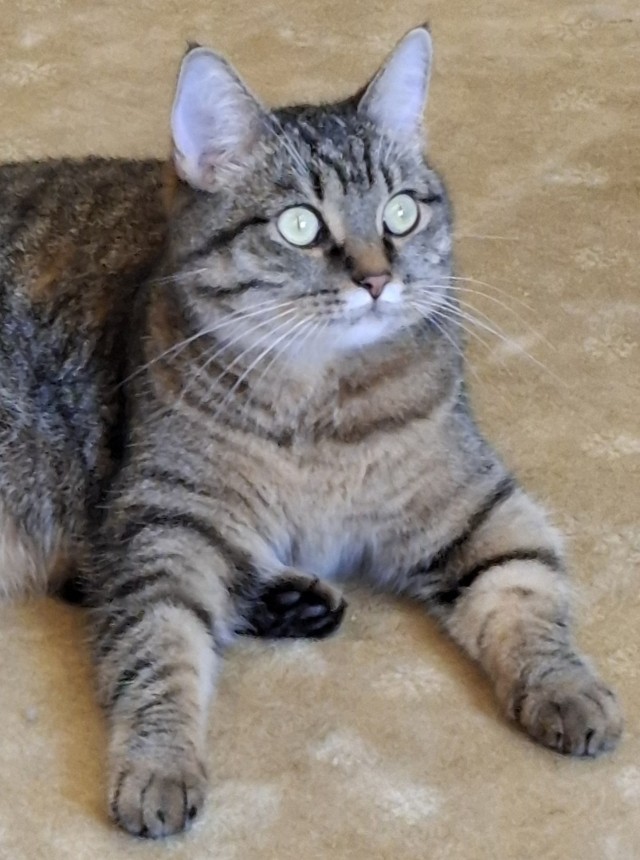 Котовторник!