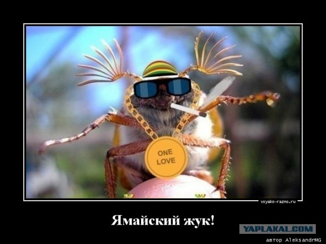 Ловля голавля на майского жука.