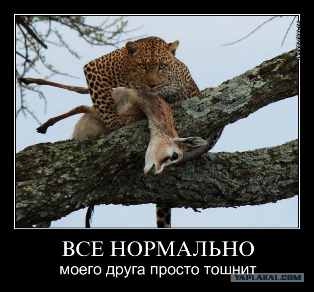 Кошка и утята