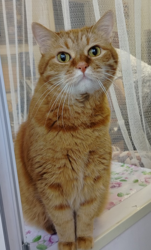 С Котовторником!