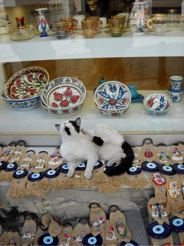 Беззаботные жители Средиземноморья