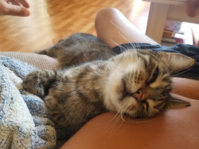 Котовторник