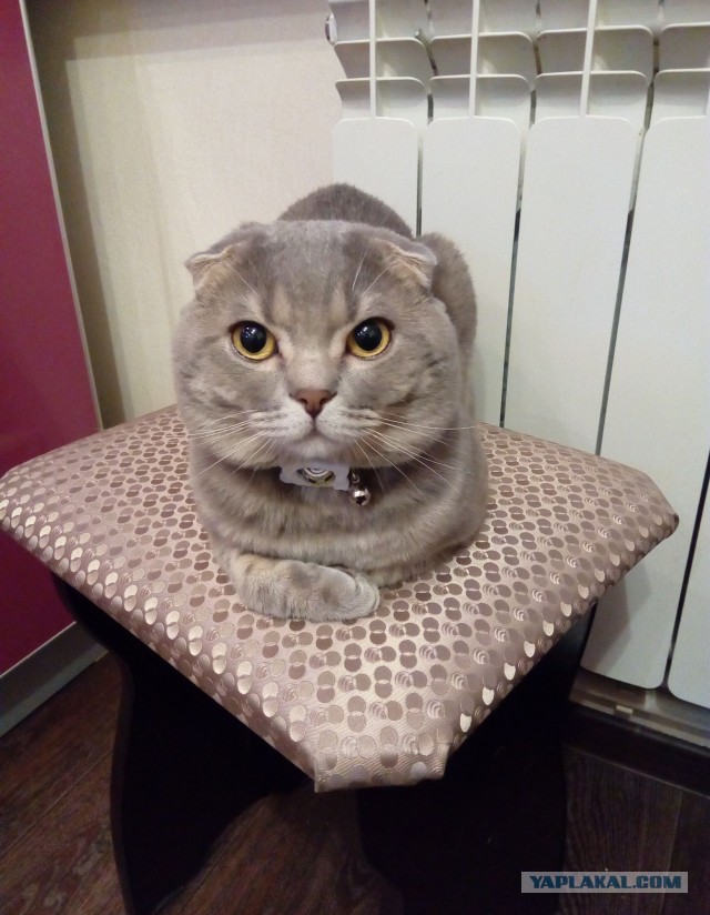 Котовторник 21.10.2025