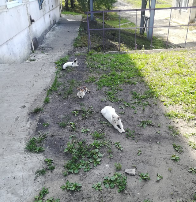 Производственный кот