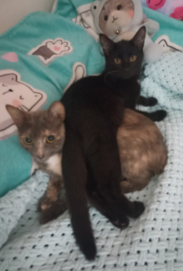 К котовторнику