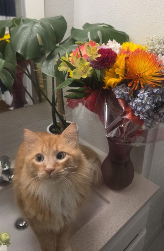 Друзья (котовторник)