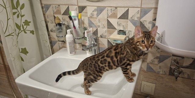Котофторник жеж