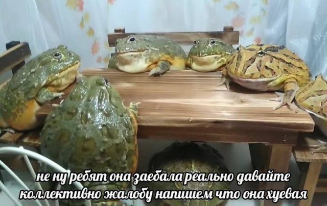 Картинки для деградации 135 (разной степени свежести)