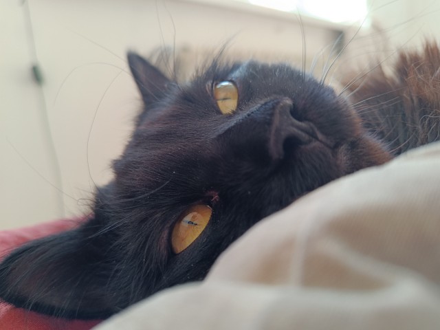 Котовторник же!