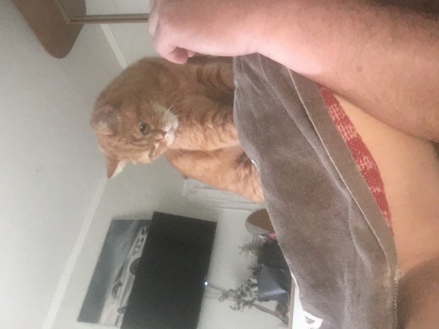котовторник. котовторник же?