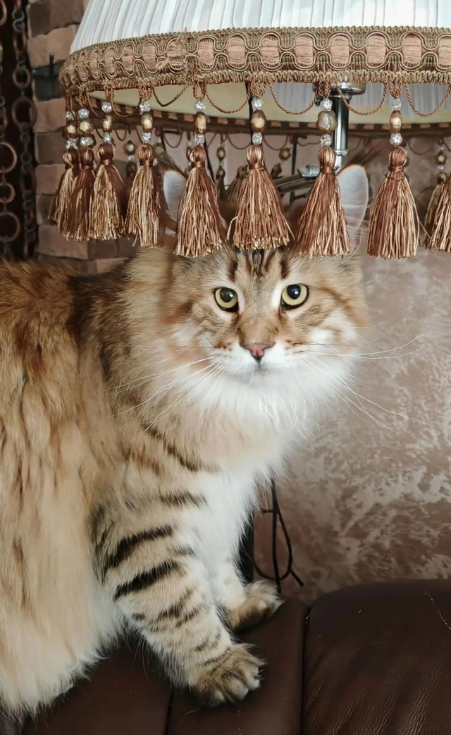 На дворе второй день лета.  Котовторник!