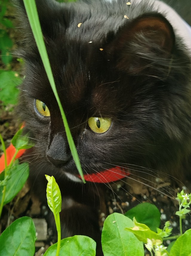 Котское.