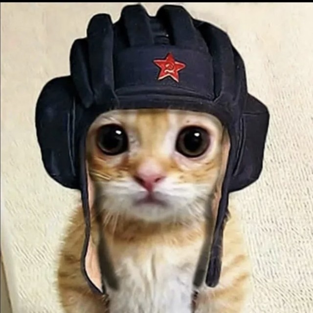 Котята - танкисты . Отдам в хорошие руки .